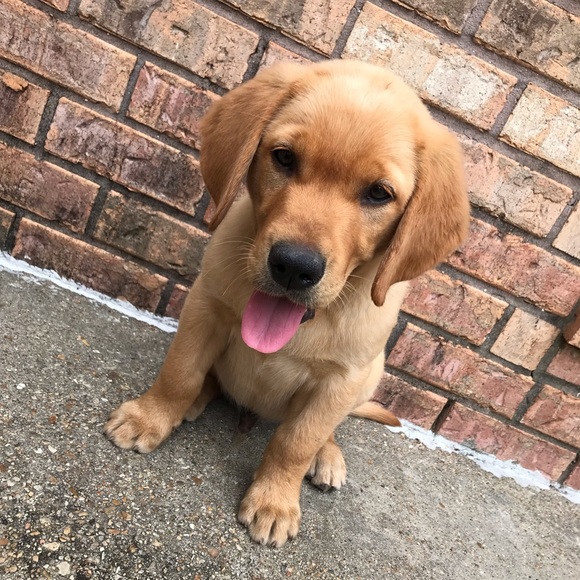 Meet your Posher, Chloe - Picture 1 of 1
